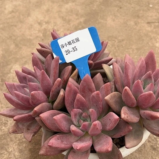 20.35桃花源一个多肉