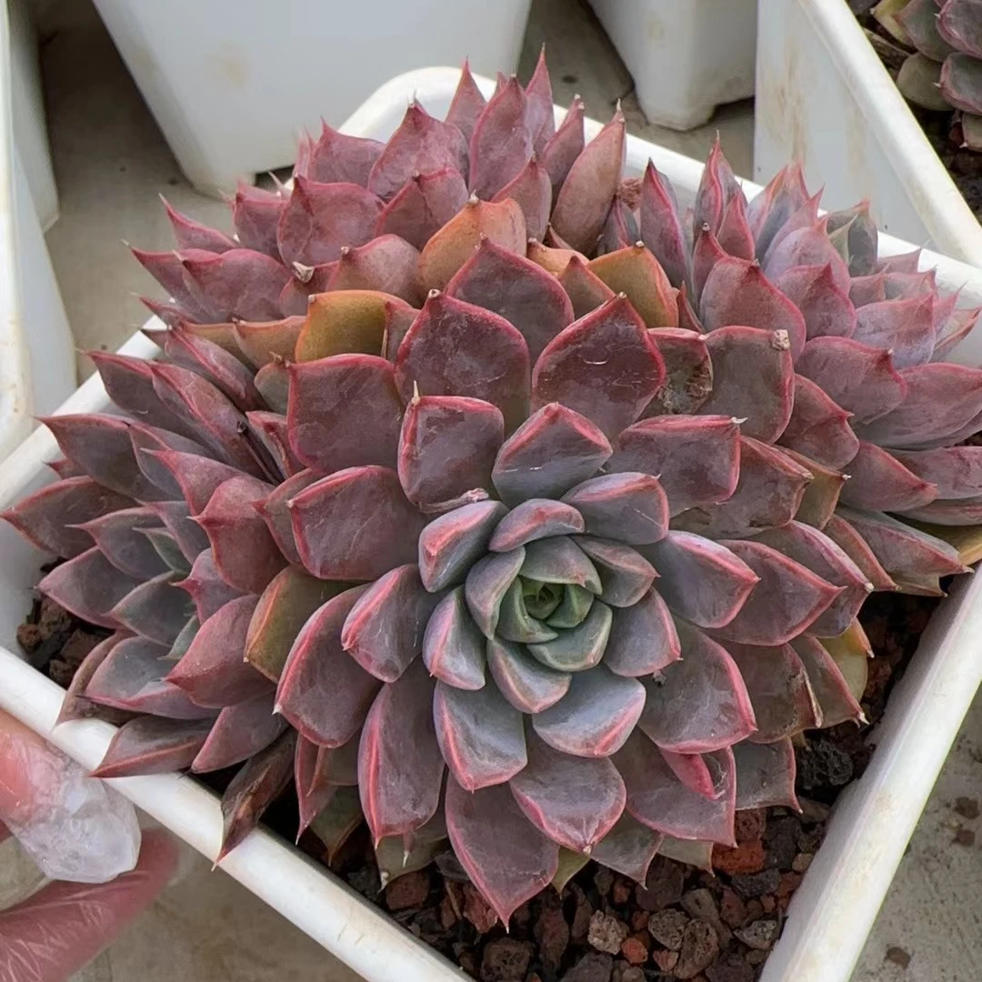 多肉植物玫瑰夫人多头群生绿植花卉组合带盆包邮发货以直播间为准