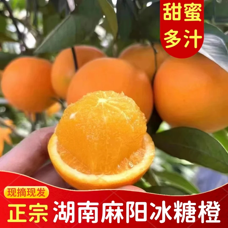 【小冬家专属】正宗湖南麻阳冰糖橙新鲜现摘水果橙子9斤装