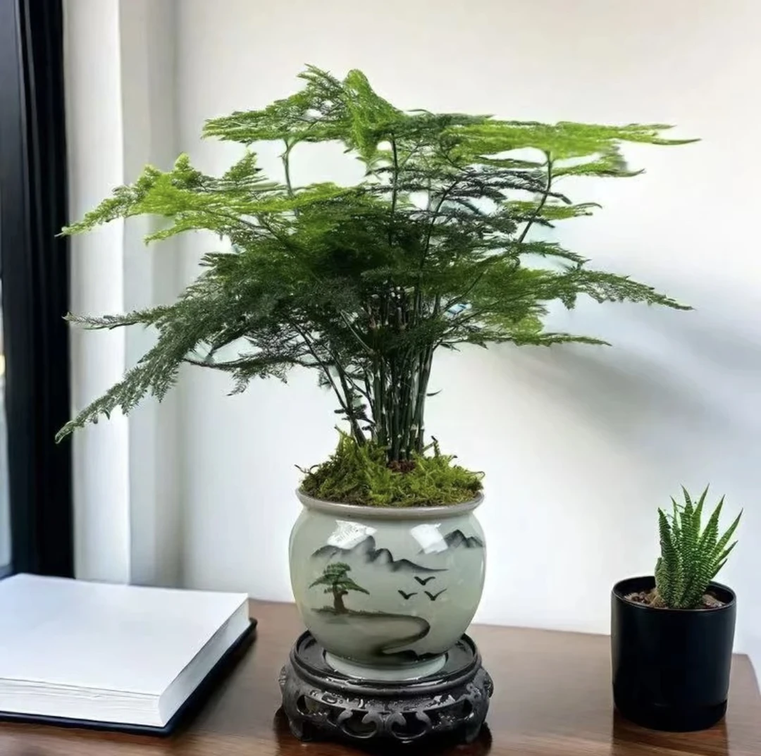 文竹文雅之竹室内盆栽茶桌书桌办公桌微景观好养花卉绿植盆栽