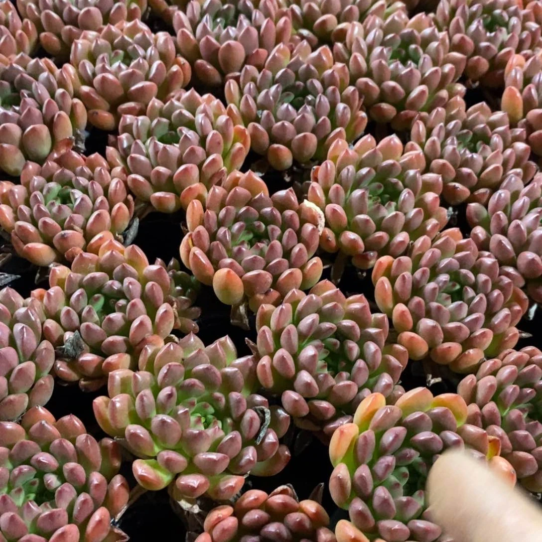 红宝石5颗带土球多肉植物