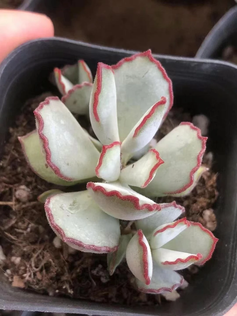 小苗巧克力线 新品多肉植物