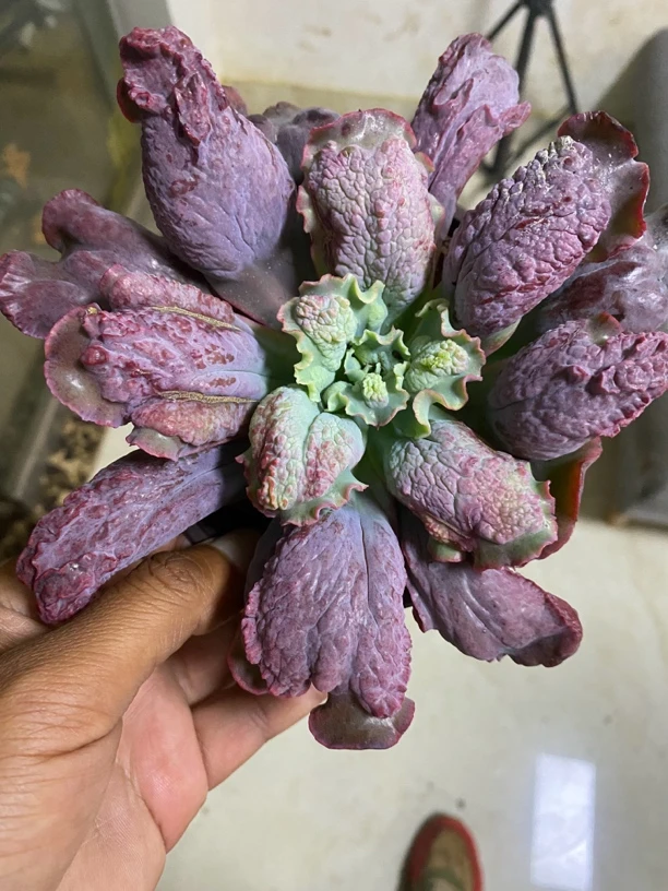 包菜男爵 满9.9包邮