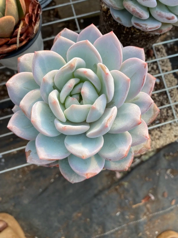 3年橙梦露 多肉植物带盆带土发