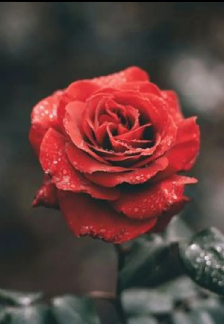 一只玫瑰花一束玫瑰花
