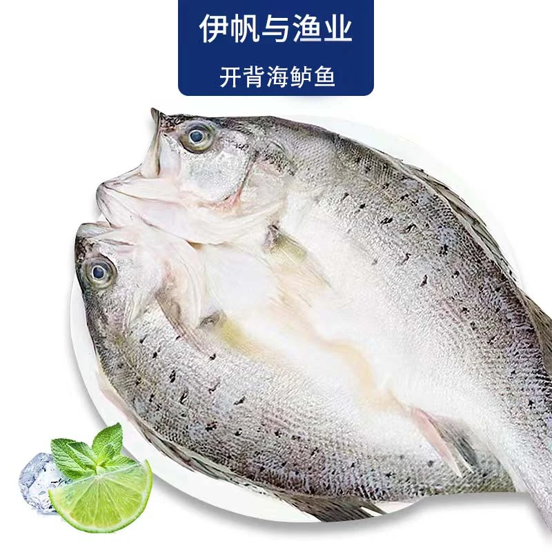 【婕】4条 400-440g/条 活鱼新鲜杀白蕉海鲈鱼去鳞去鳃去内脏