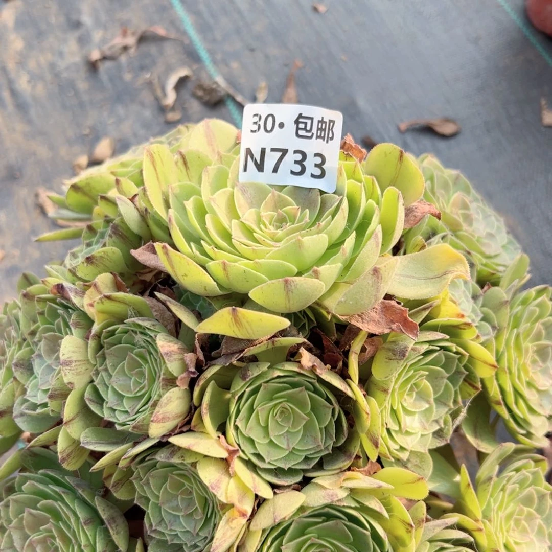 733 万拉丝多肉法师绿植鲜花