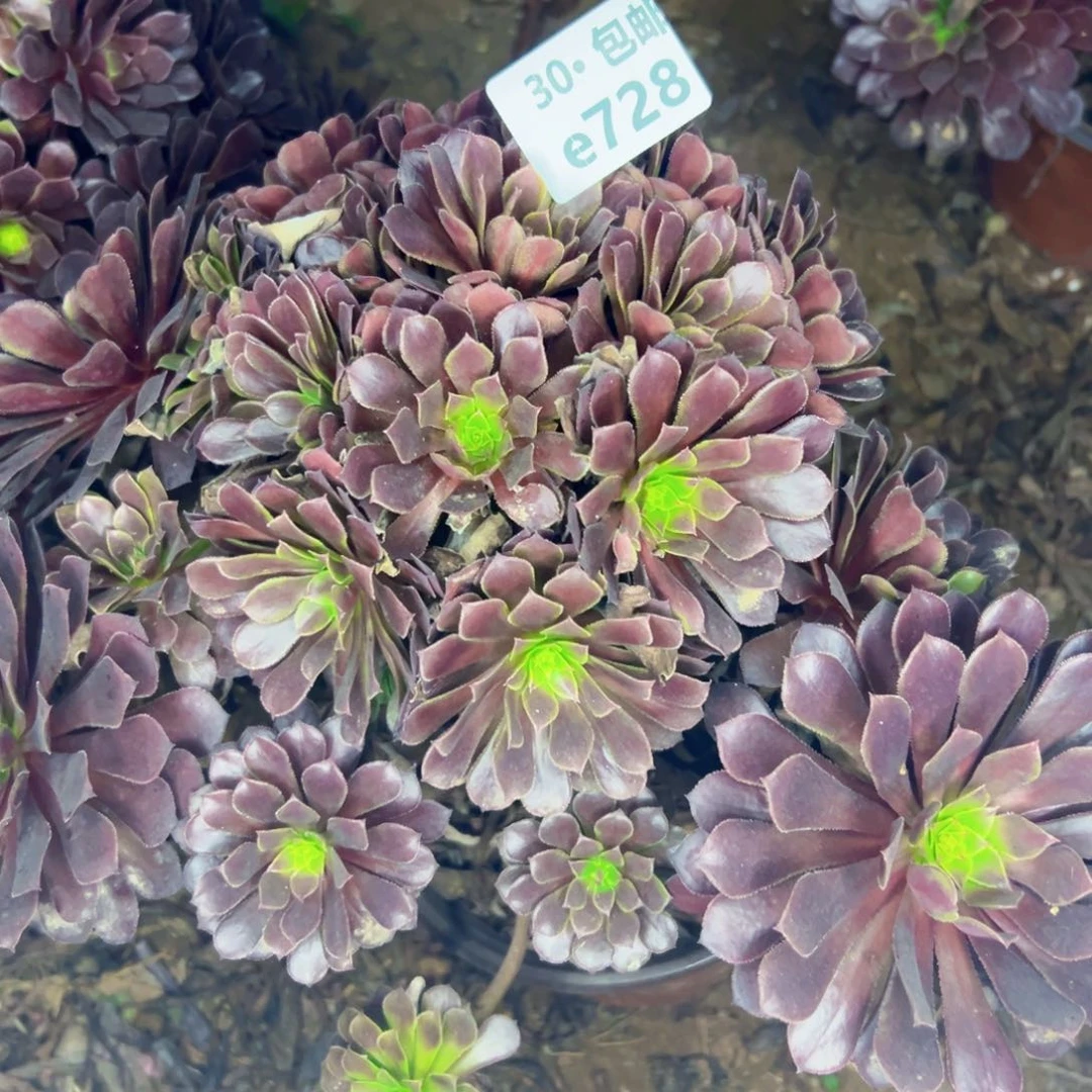 728 多肉法师绿植侧枝不包