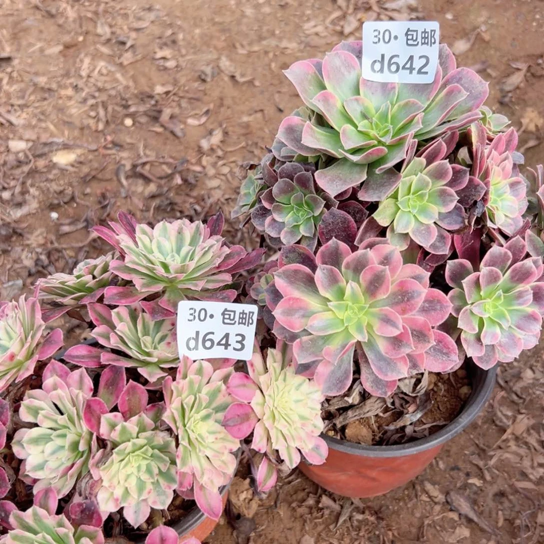 2颗多肉法师绿植侧枝不包