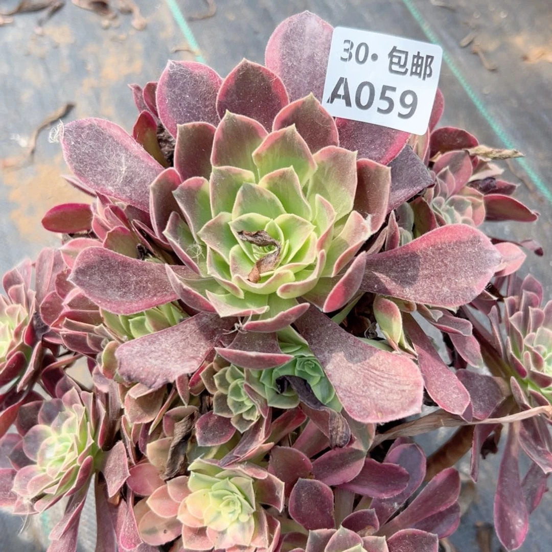 059 多肉法师鲜花