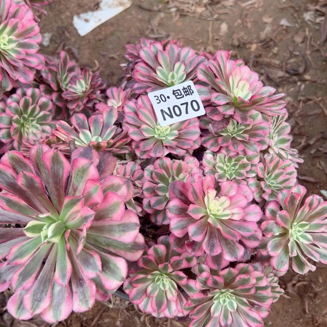 070 多肉法师侧枝不包