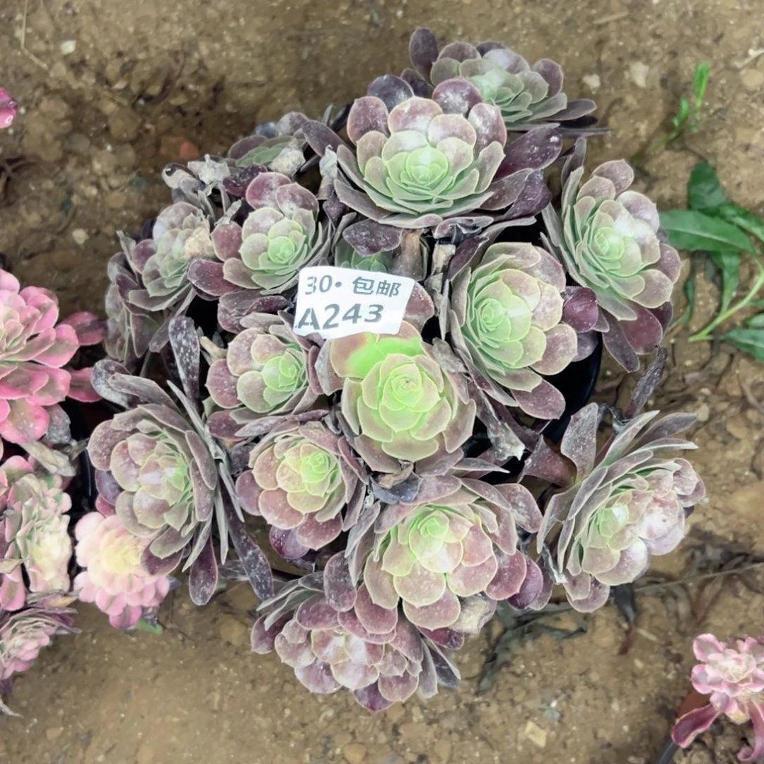 243 多肉法师绿植鲜花