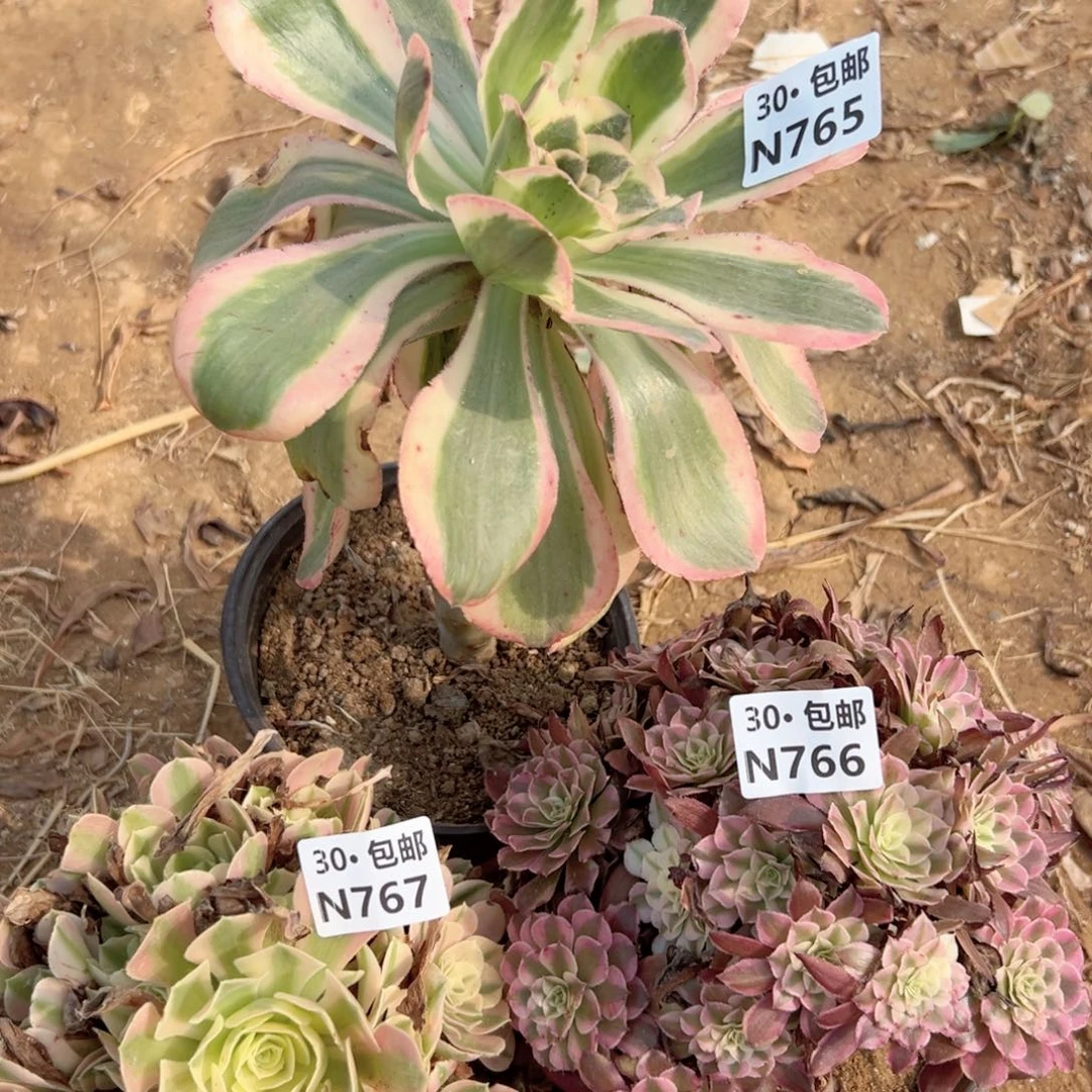 雏*3颗多肉法师绿鲜花