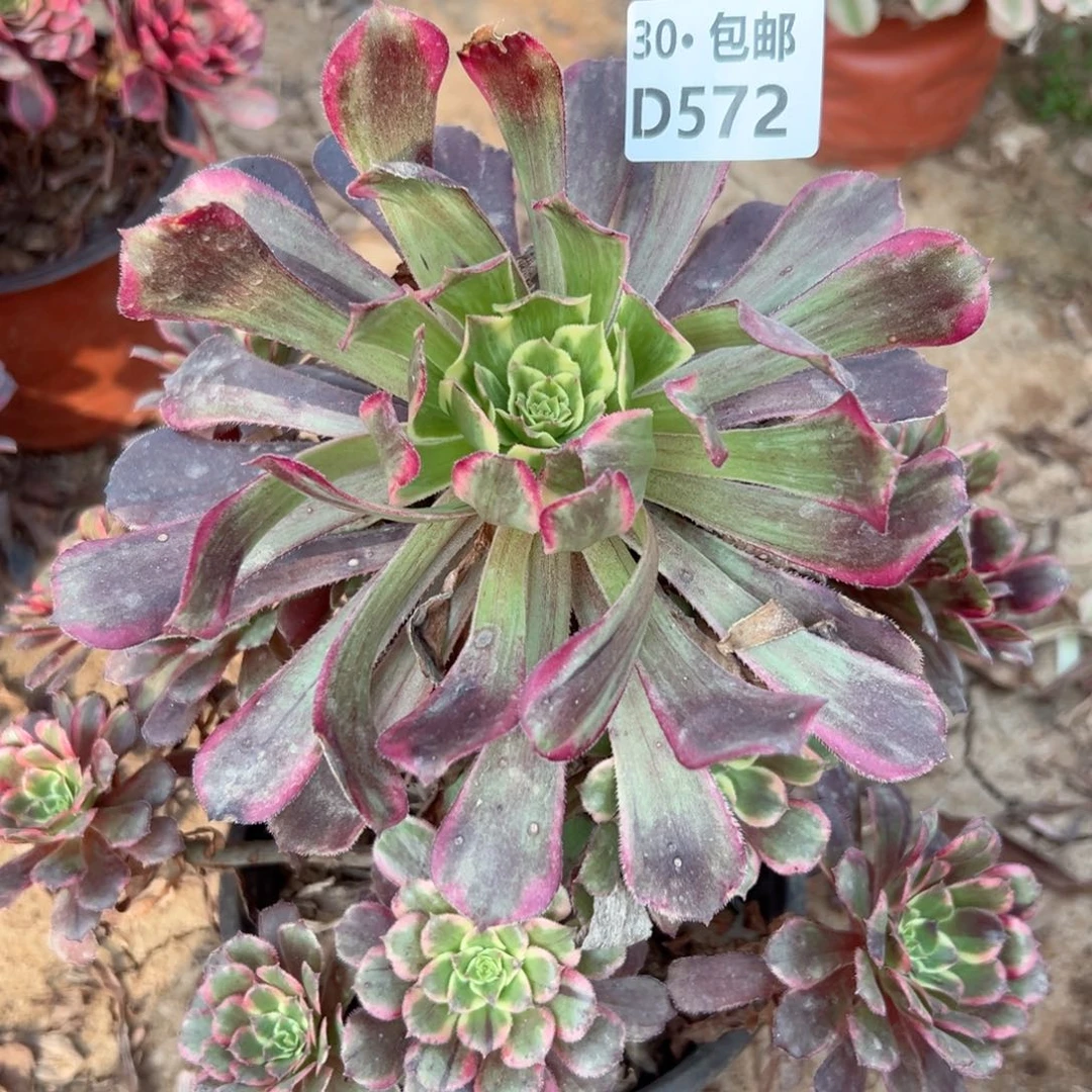 572 多肉法师侧枝不包