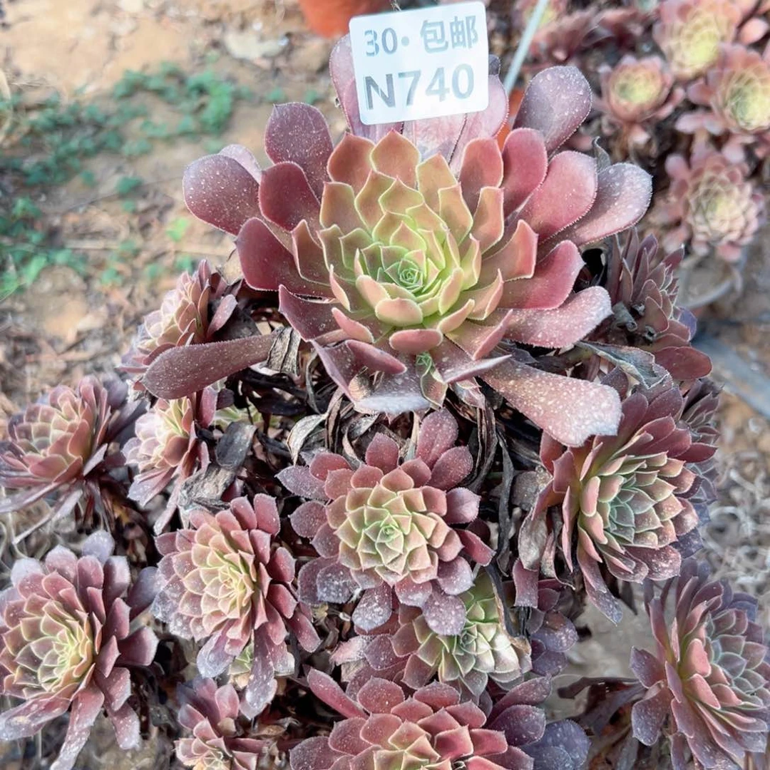 丽*740 多肉法师绿植鲜花