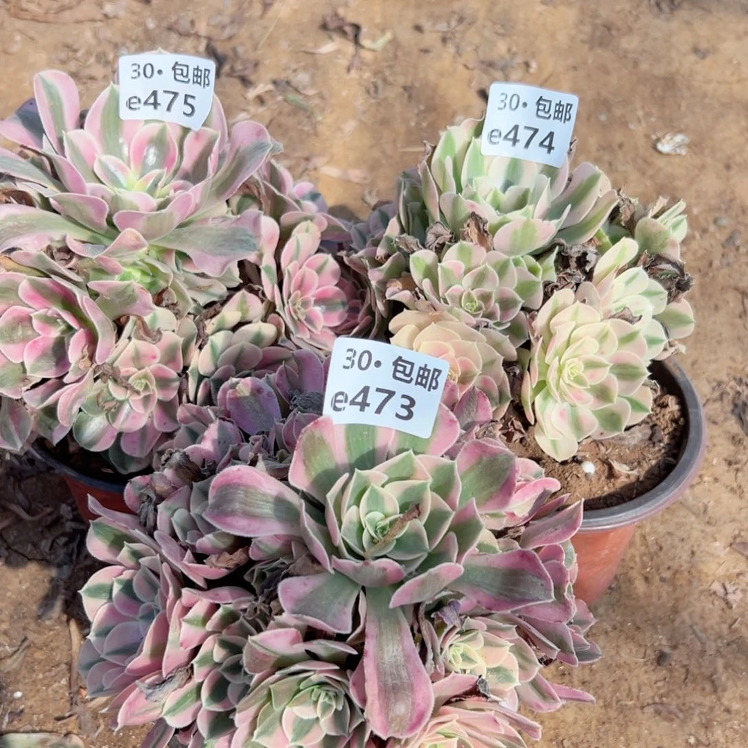 快**活3颗多肉法师绿植侧枝不包