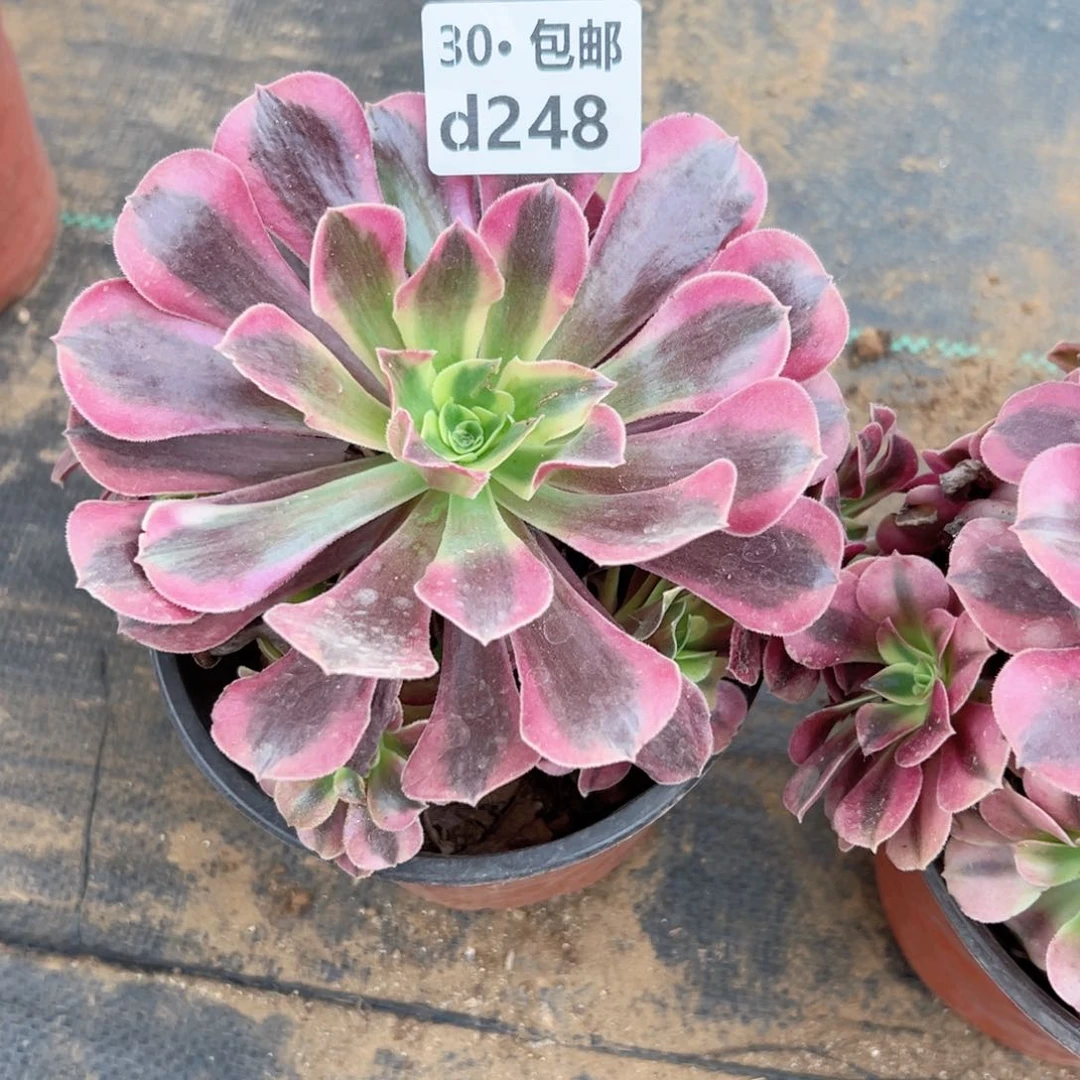 x*x248多肉法师绿植