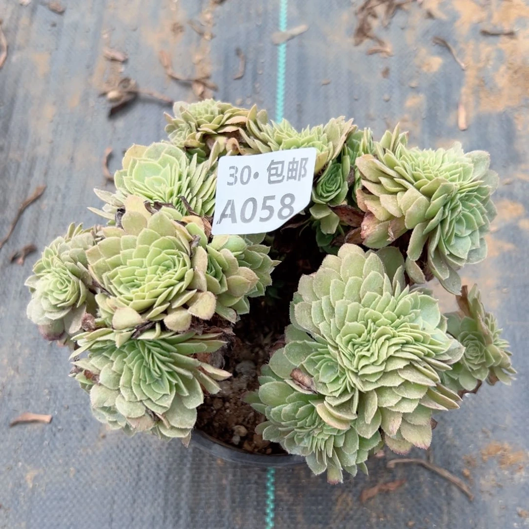 风**起058 多肉法师鲜花