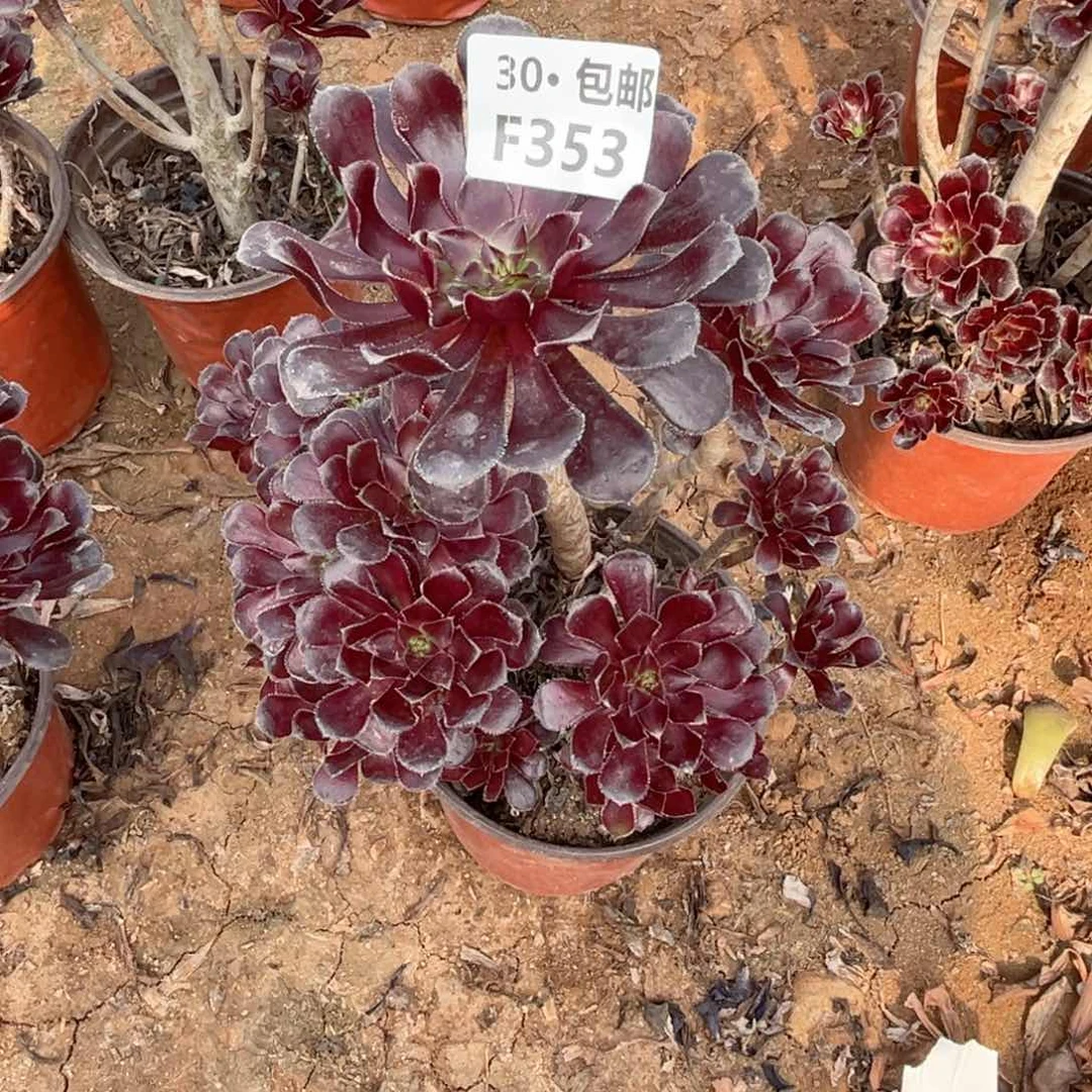 憨***子353 多肉法师绿植