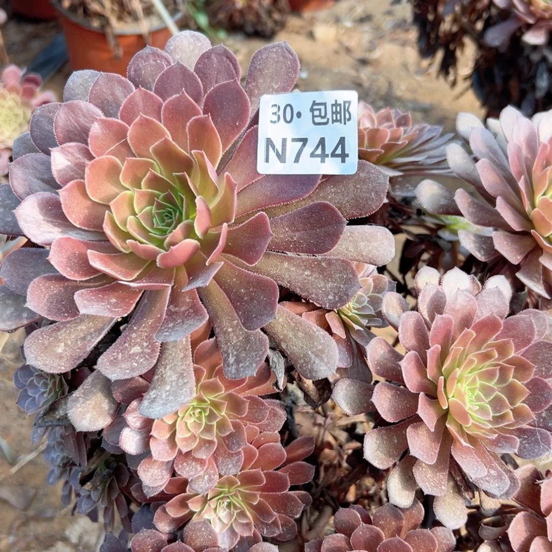丽*744 多肉法师绿植鲜花