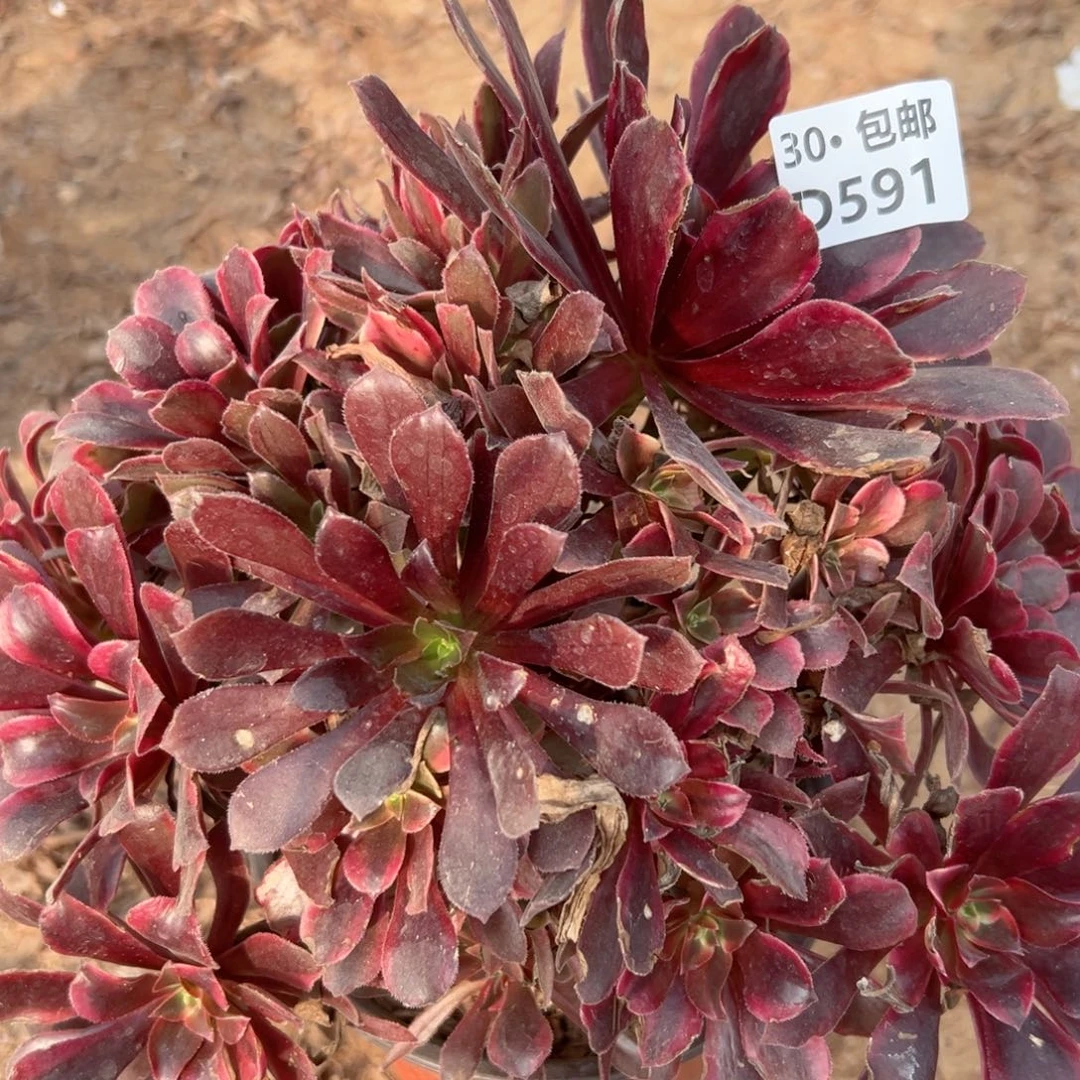 591蒙娜丽莎多肉法师侧枝不包