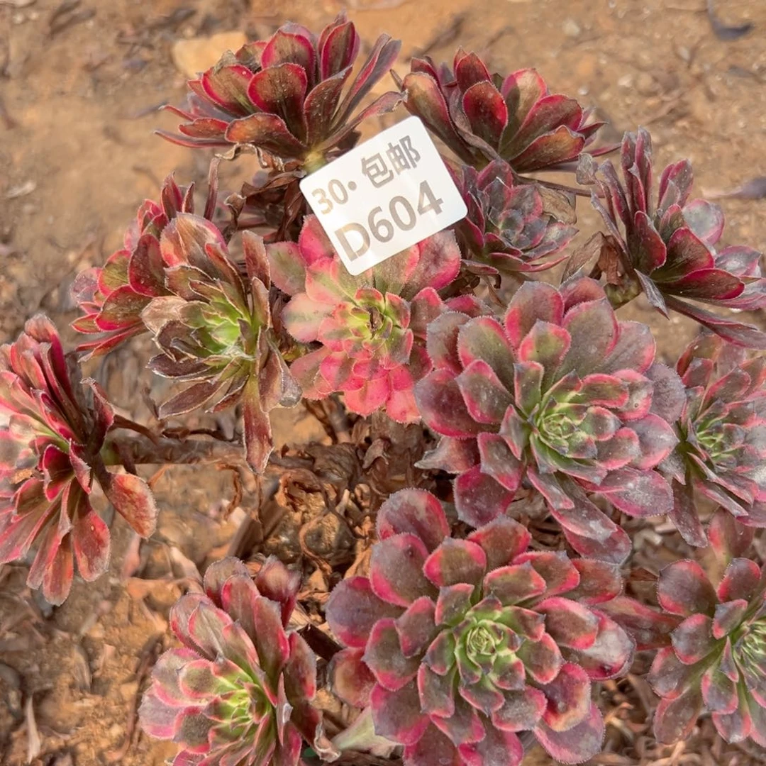 磊*604 多肉法师侧枝不包