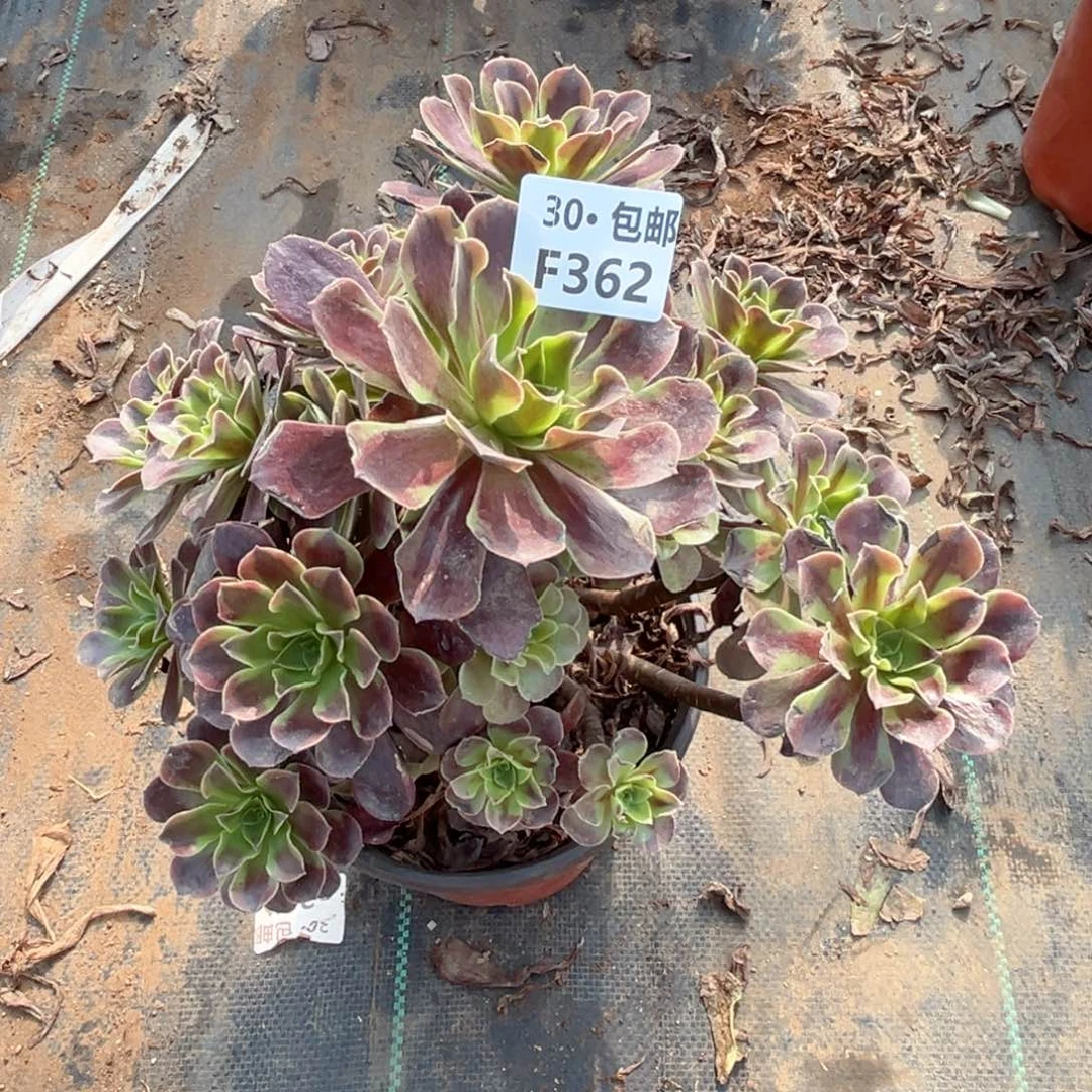 青362多肉法师绿植