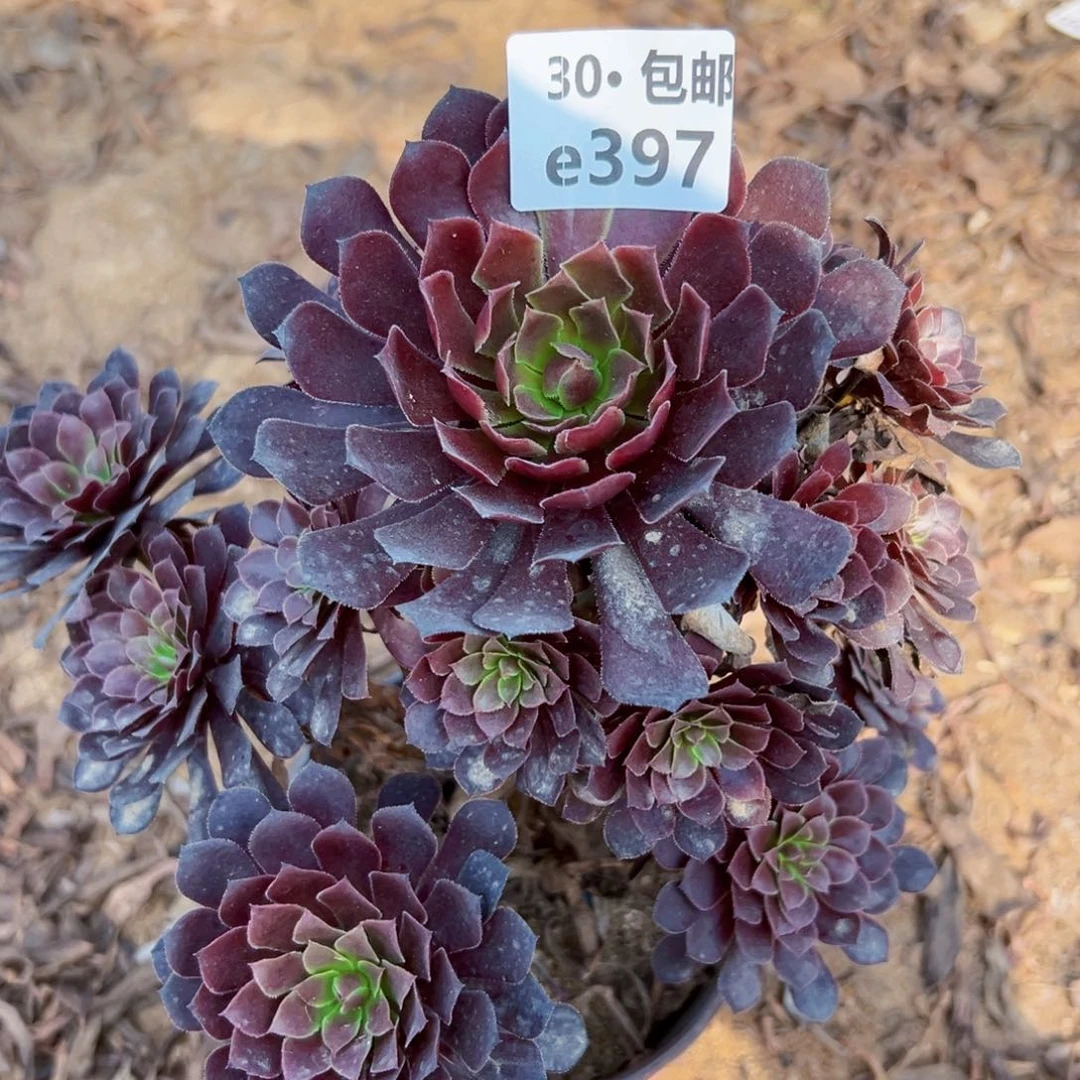 397 多肉法师绿植侧枝不包