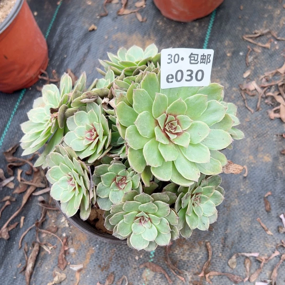 南*030 多肉法师绿植