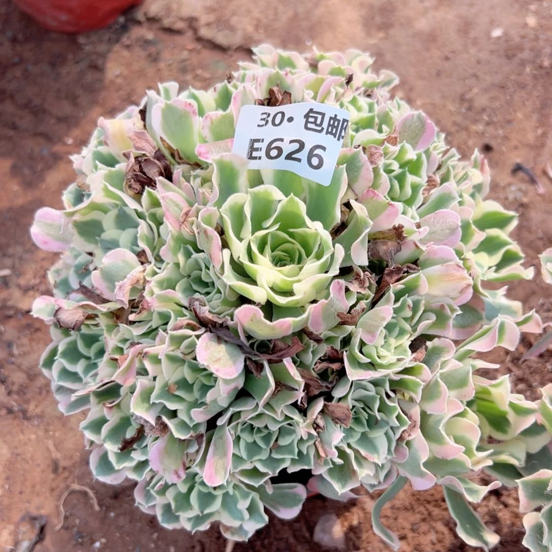 626 多肉法师绿植