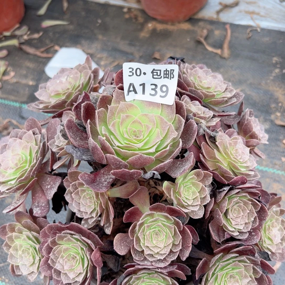 139 多肉法师绿植