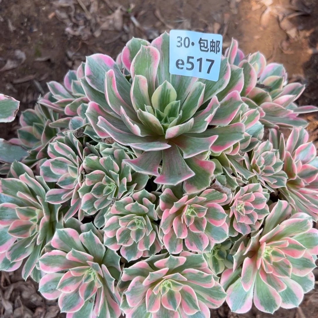 517女妖多肉鲜花侧枝不包