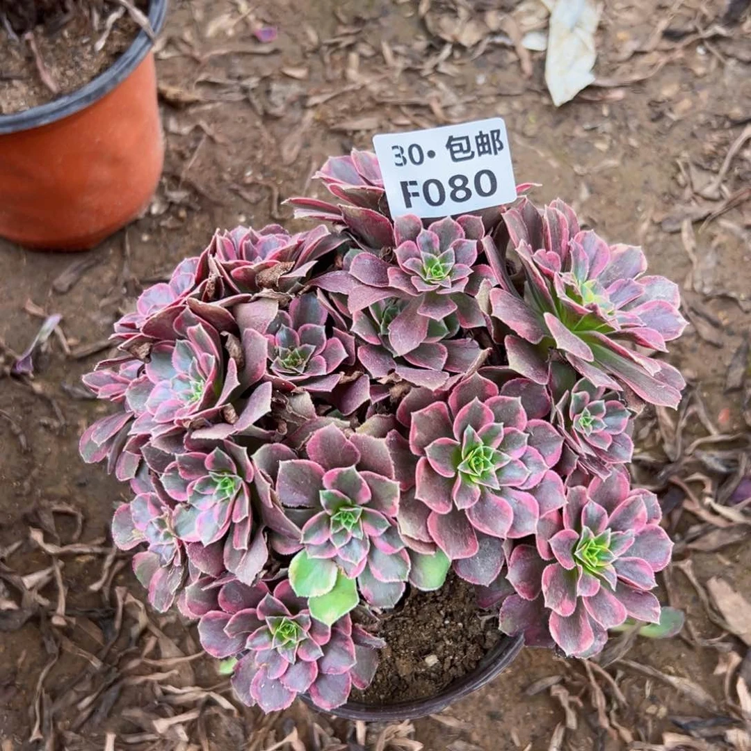 080 多肉法师绿植