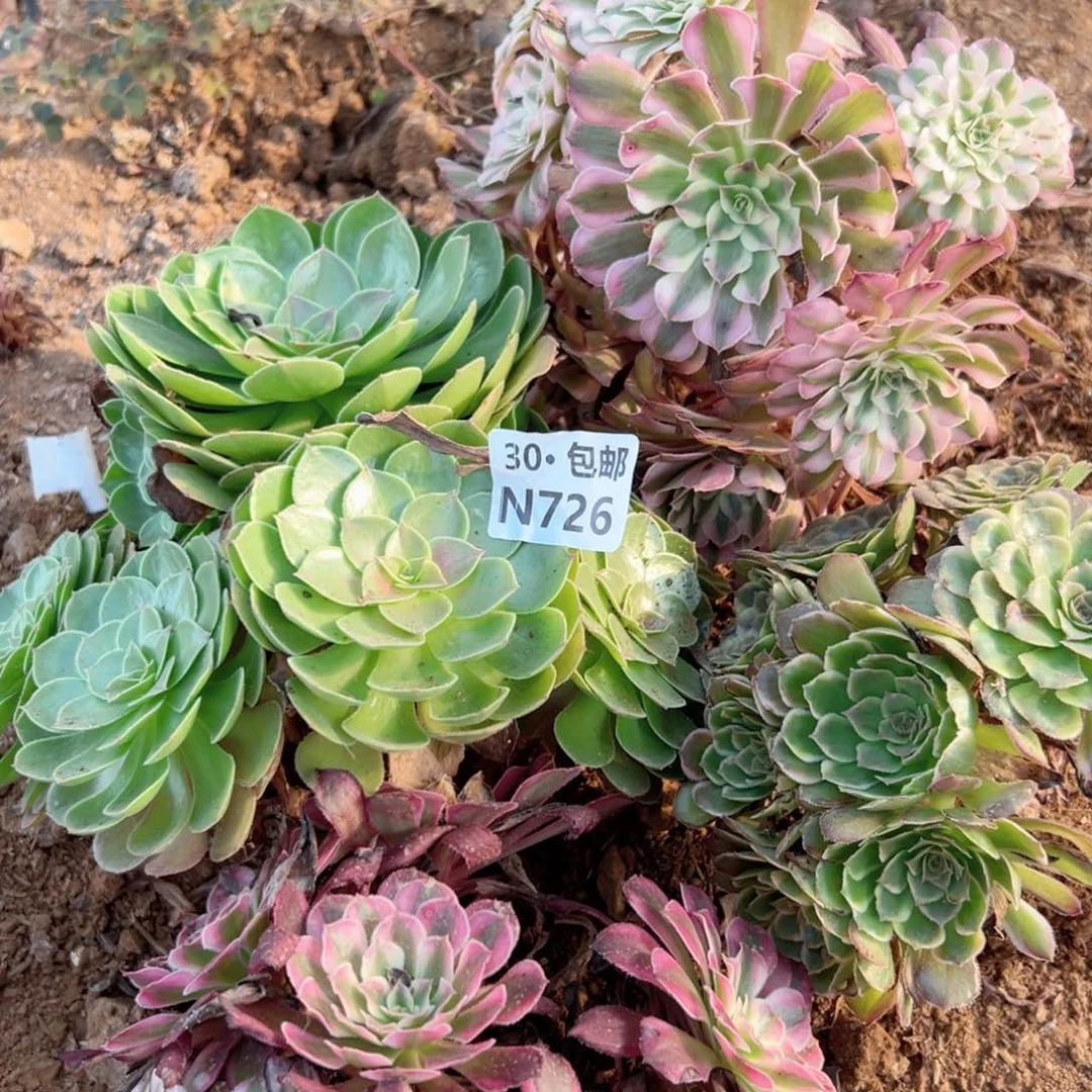 C****懿726 多肉法师绿植鲜花