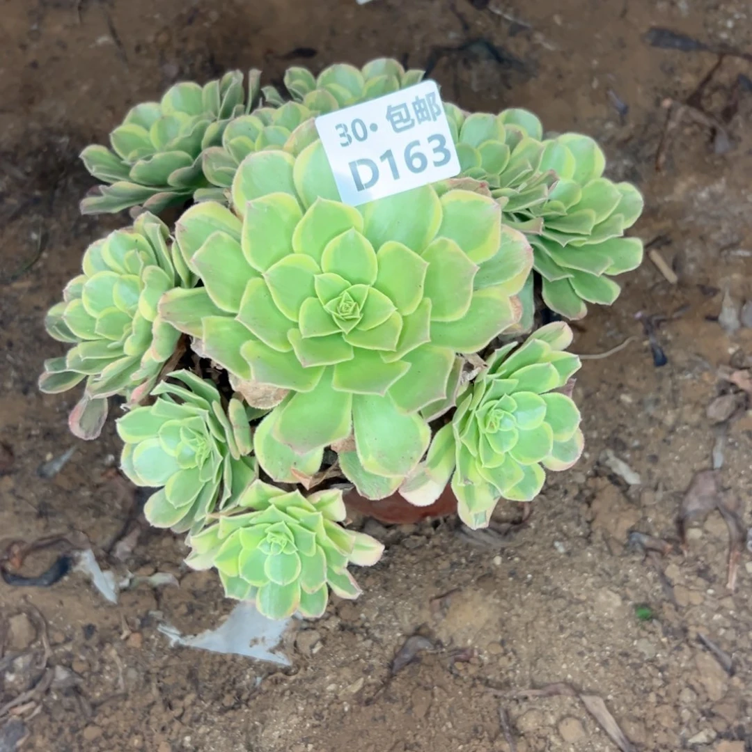 燕163 多肉法师侧枝不包