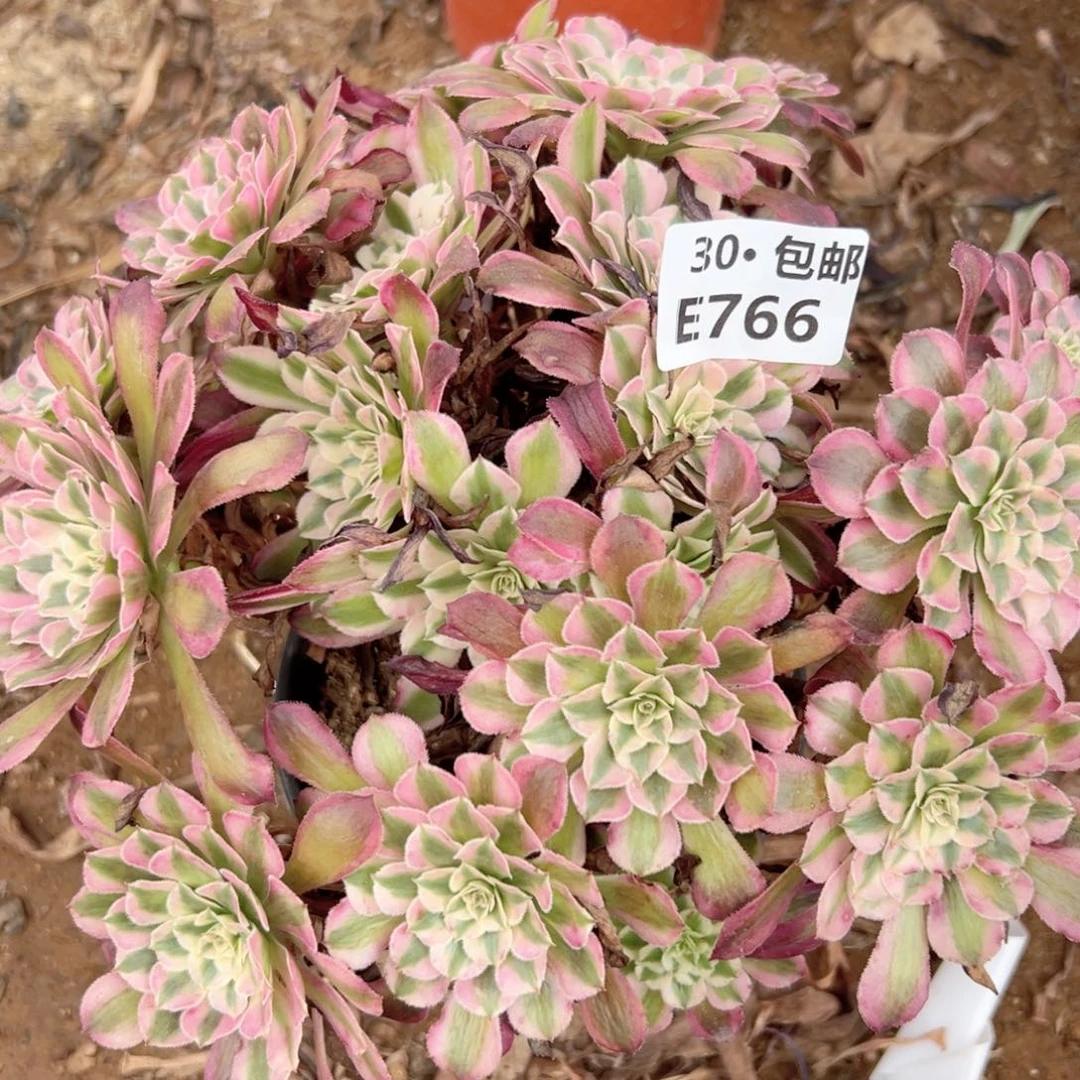 766 多肉法师绿植