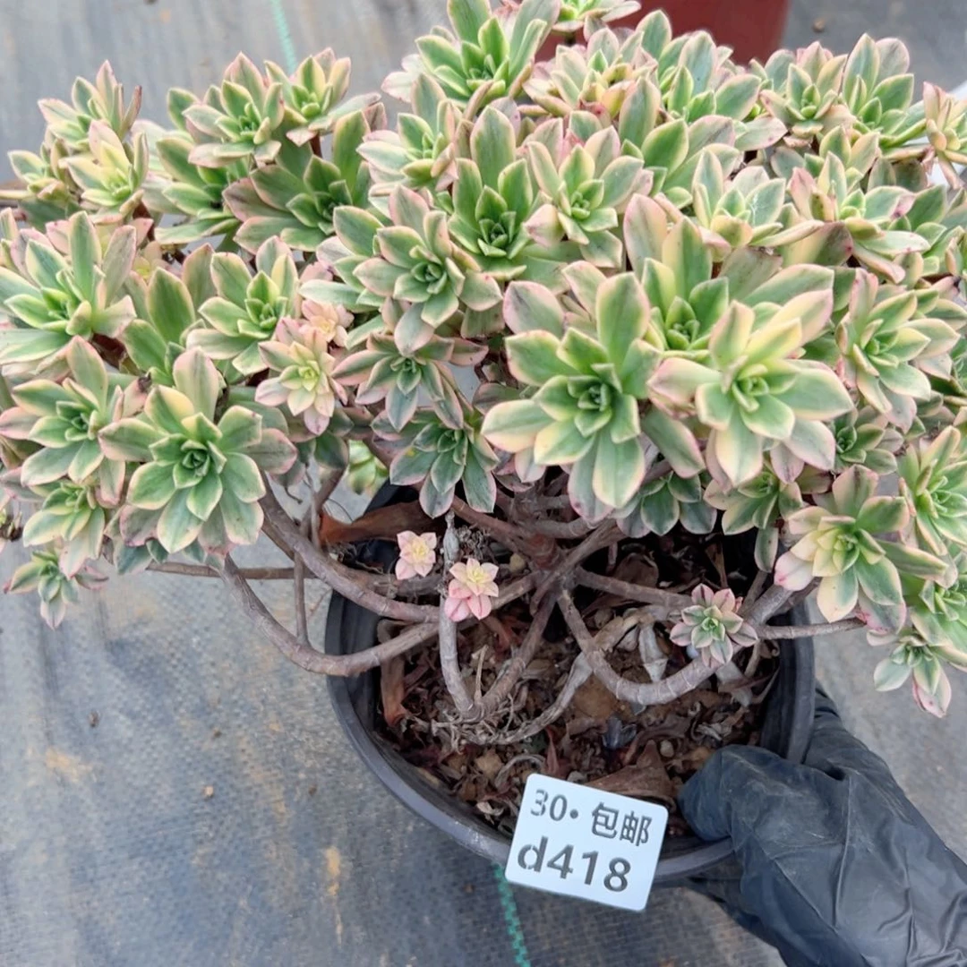 418 多肉法师绿植