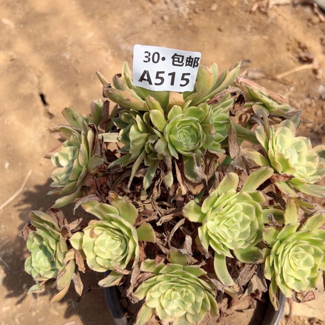 515 多肉法师绿植