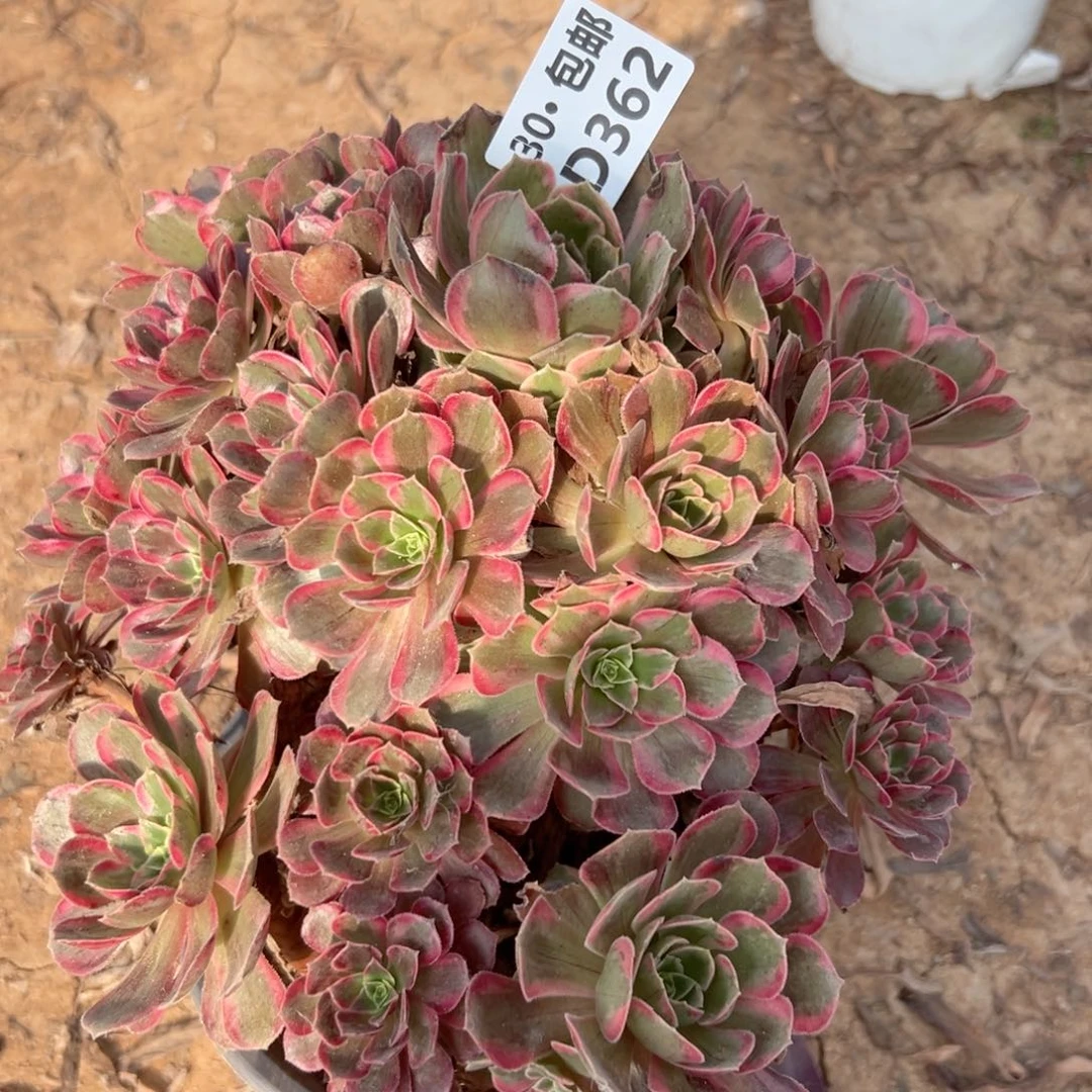 362 多肉法师绿植侧枝不包