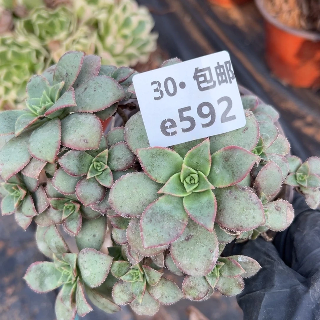 592 多肉法师侧枝不包