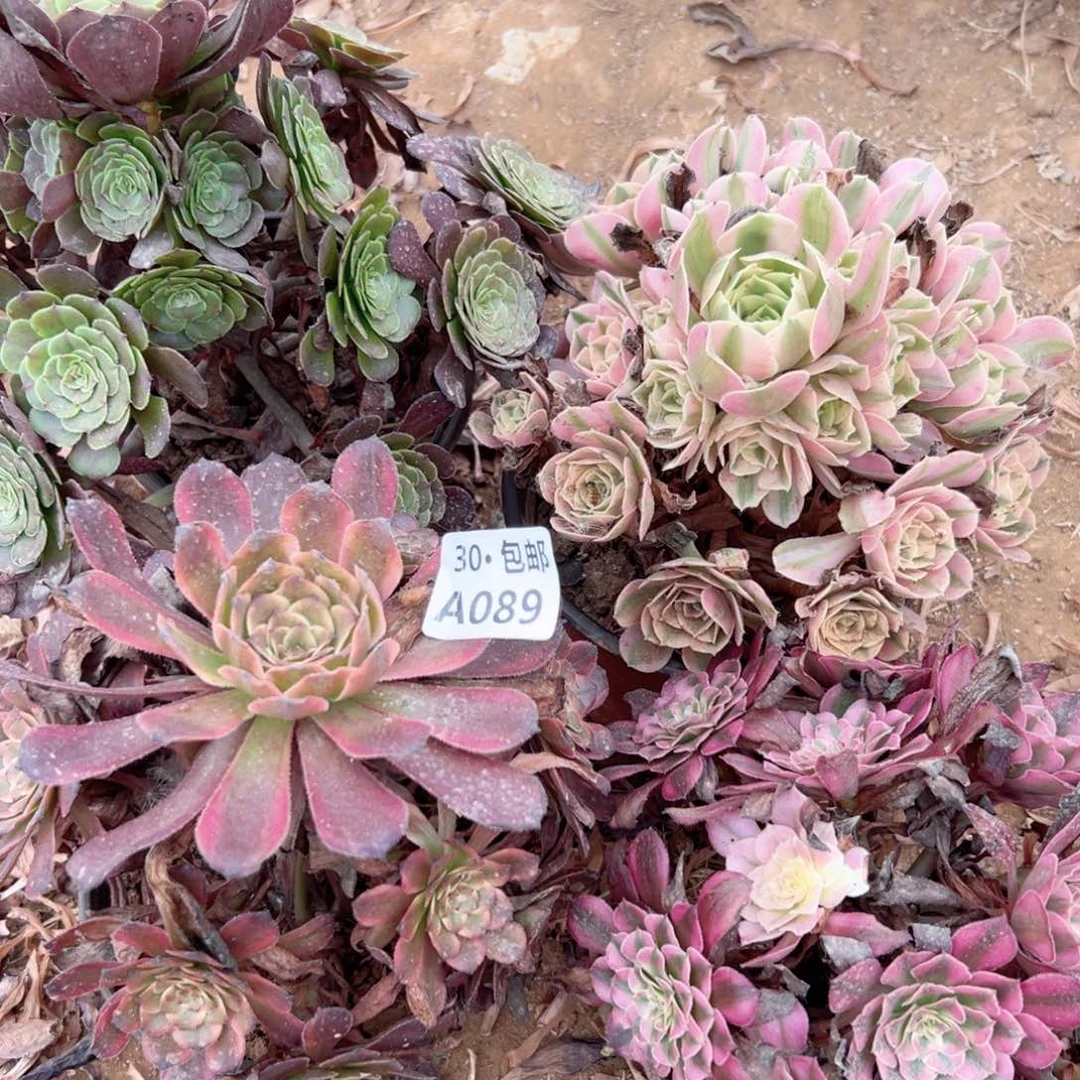湘****件089 多肉法师绿植鲜花