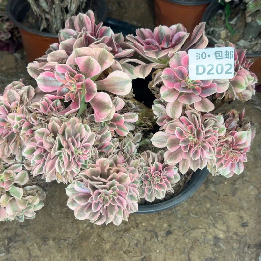 202多肉法师侧枝不包