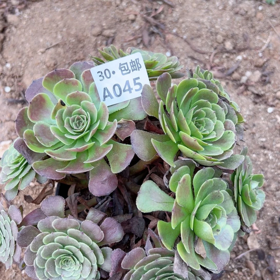 红***天045 多肉法师鲜花