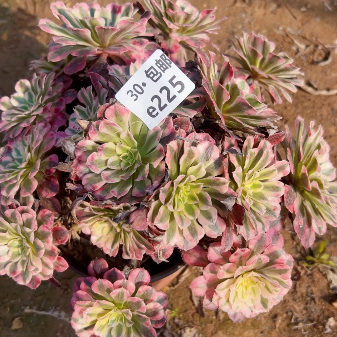 225 红铜白多肉法师侧枝不包损