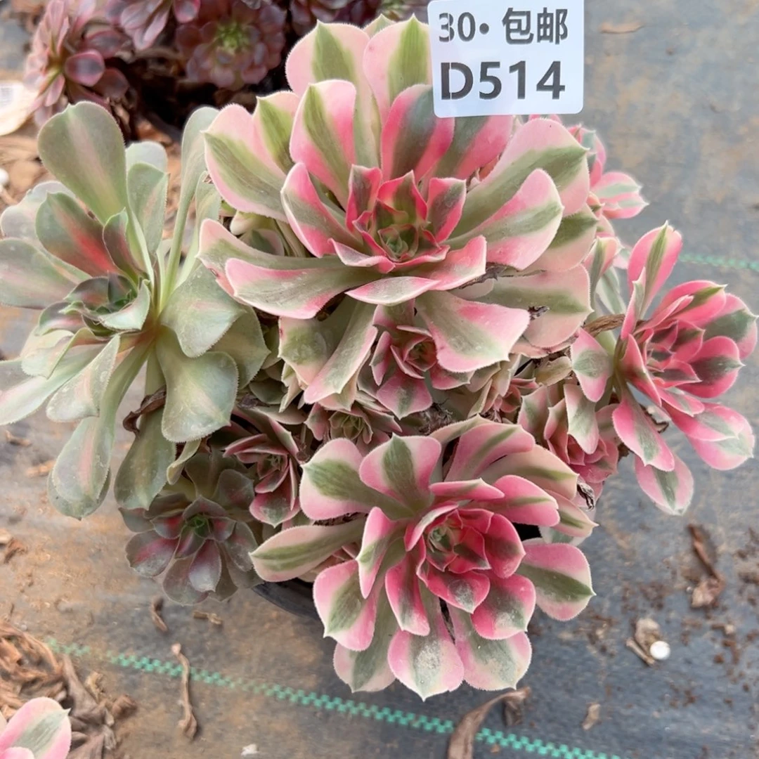 514 多肉法师侧枝不包