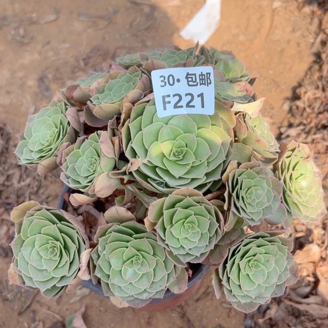 221 多肉法师侧枝不包