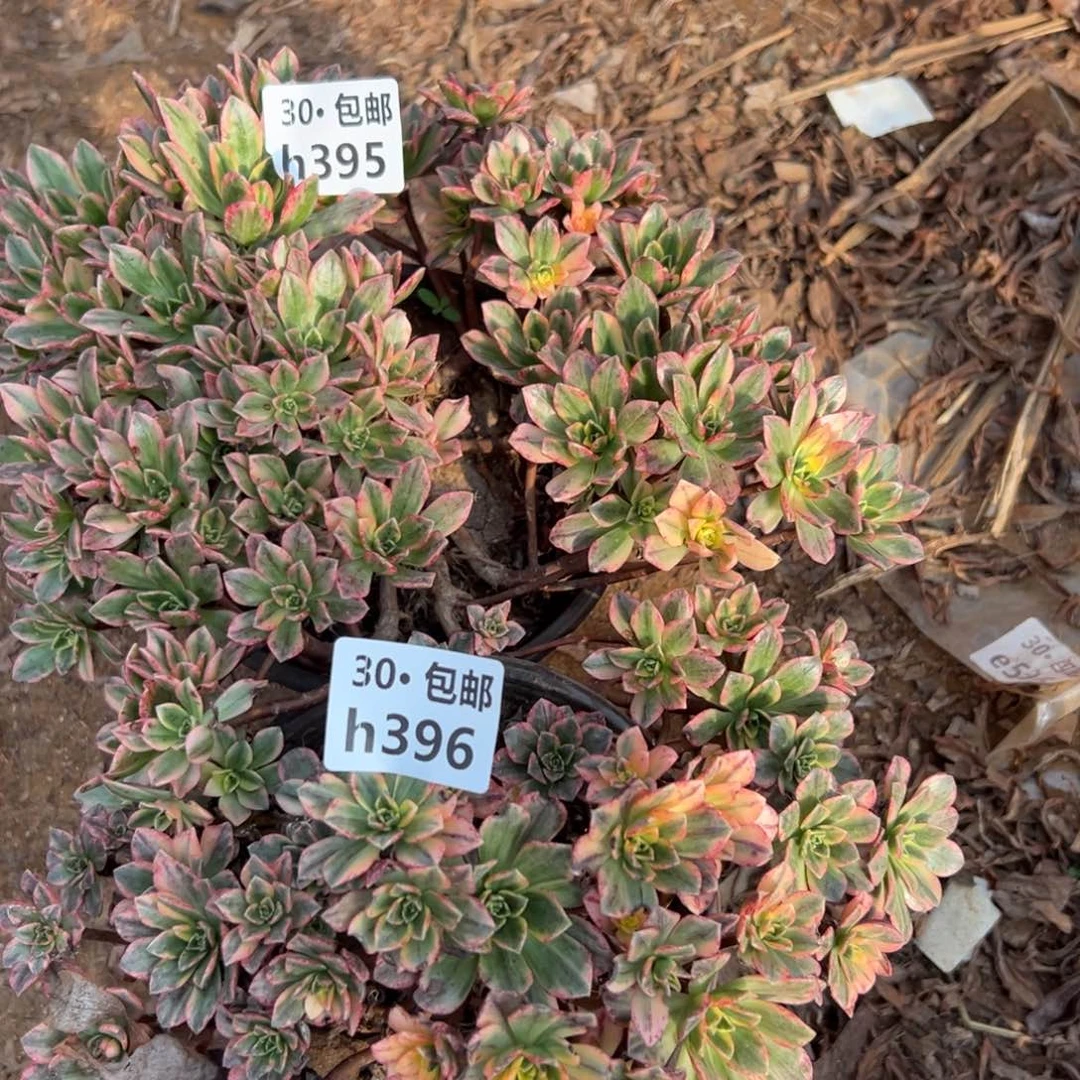 2颗多肉法师侧枝不包