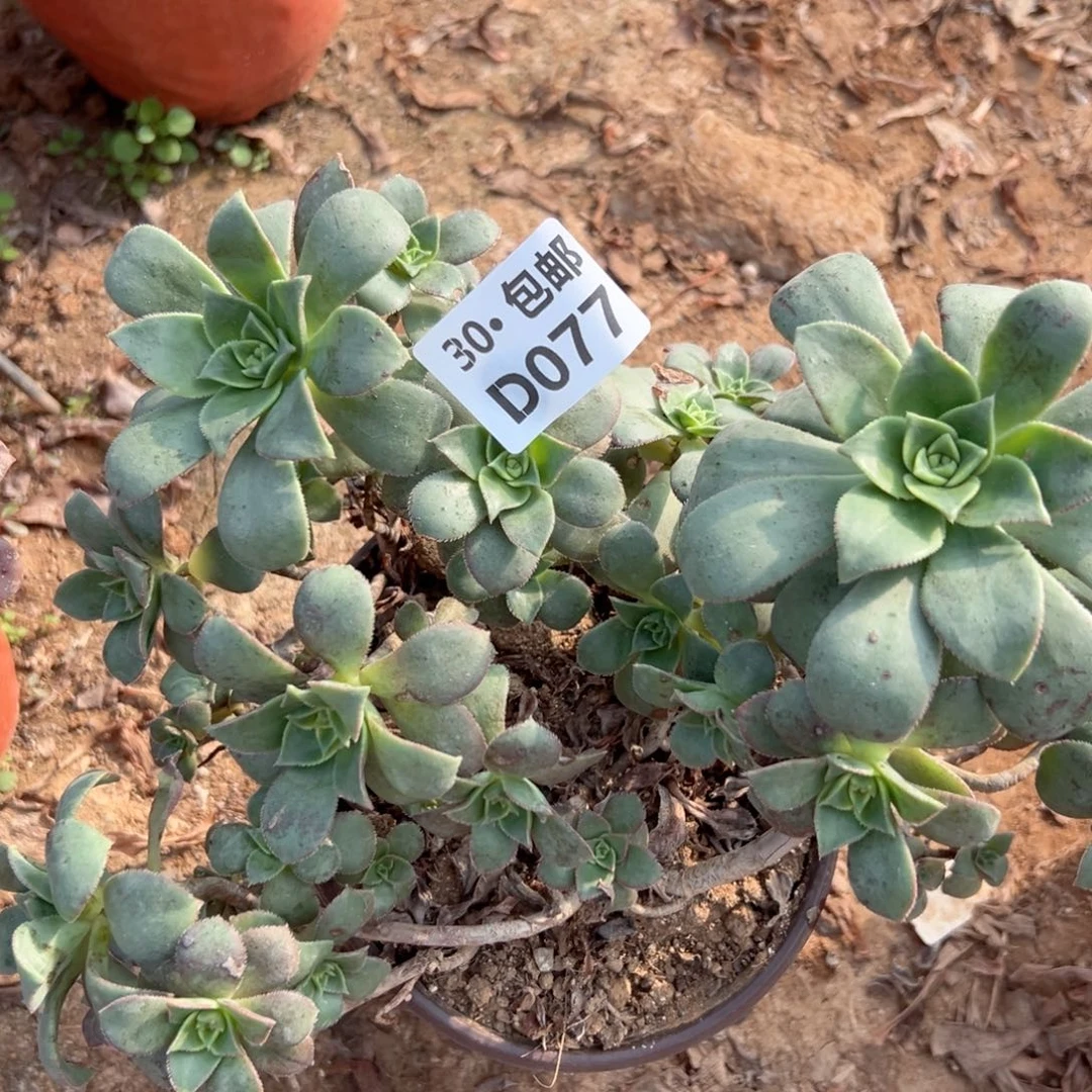 小*077 多肉法师侧枝不包