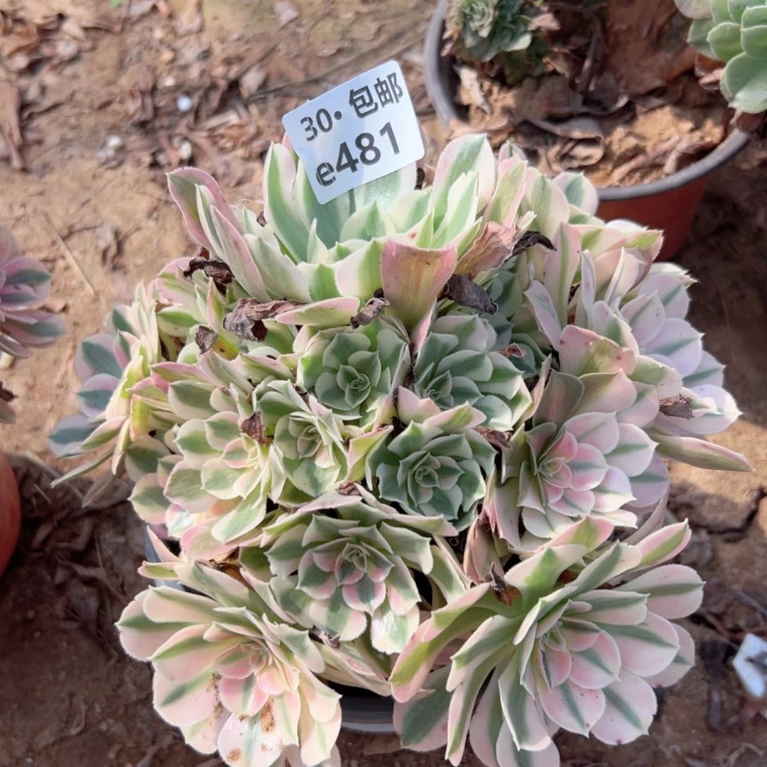 481 女巫多肉法师绿植侧枝不包