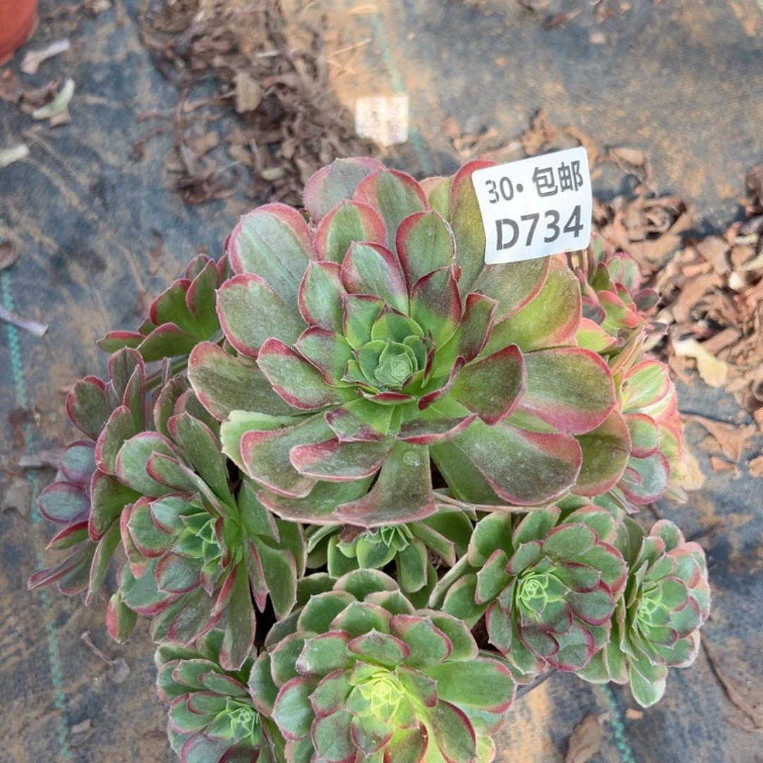 734奶白多肉法师侧枝不包